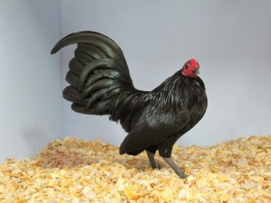 This is a good quality male typical of the birds you will see at our show. It's owned by Heather Hayes.