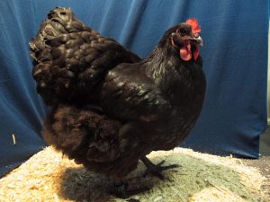 Champion Large Chicken and Show Champion - Black Australorp Pullet